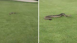 Golfers Lefts Shocked As Giant rattlesnake Invades Green