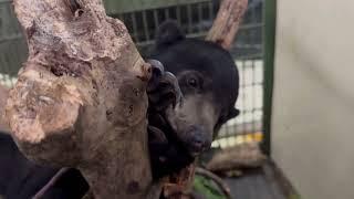 Checking out on little Pitang, newly arrived sun bear at BSBCC