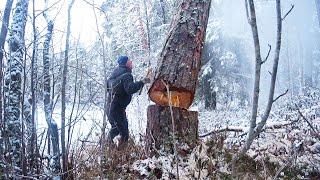 Life Alone in the Forest, Far North, Off grid cabin.