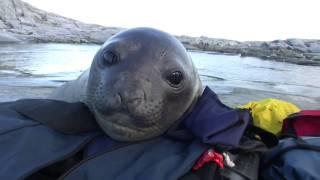 Curious Baby Elephant Seal