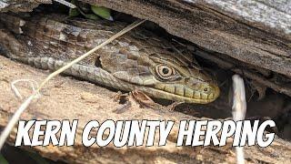 Flipping for Skinks, Lizards, and Snakes in Kern County | Field Herping California