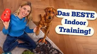 5 Indoor-Spiele, die richtig auslasten! - Hund beschäftigen in der Wohnung