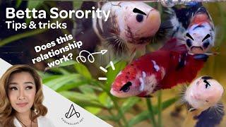 Female Betta Sorority - Tips and Tricks for Keeping Multiple Female Bettas Successfully