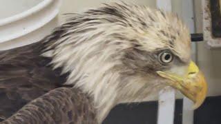 Badly injured bald eagle recovering in the care of Austin Wildlife Rescue