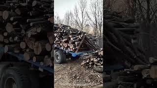 Cut Stop Logs With A Chainsaw