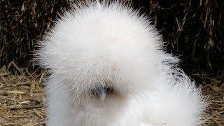 Silkie Chicks and Chickens Fun Friendly Pets - Live Life DIY