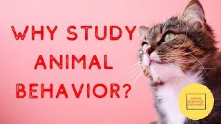 Why Study Animal Behavior?