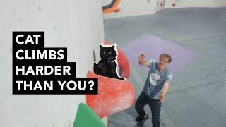 Amateur Cat Tries Bouldering for The First Time