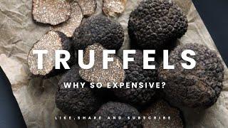 Truffles | why so expensive? | Black truffles | knowledge Media