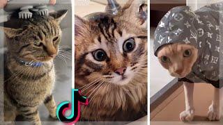 Funny & Cute Cats Compilation (TikTok) #shorts 