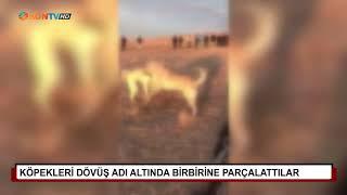 Köpekleri dövüş adı altında birbirine parçalattılar