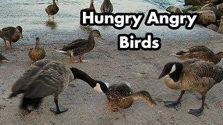 Mean Canadian Geese and Mallard Ducks At The Lake - Bird Sounds