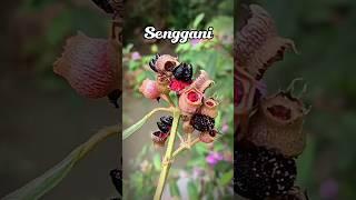 Cobain SENGGANI Buah Gulma Legendaris #buah #superfood #facts #shorts