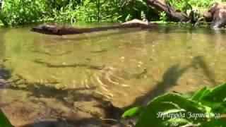 КРАСИВЫЙ Лесной Ручей | Журчание Воды со Звуками Природы | СЛУШАЙТЕ ПРИРОДУ и Пение Птиц  |    