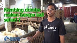 Kandank Oewang - Teknik pemberian pakan kambing domba.