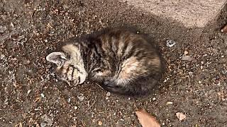 Stray cat,covered in flies, lies dying on the ground,faintly crying for help when someone passes by.