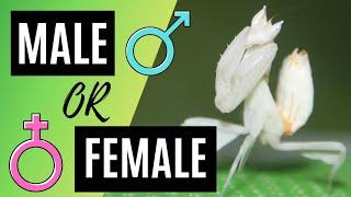 Determining the Sex of your Praying Mantis