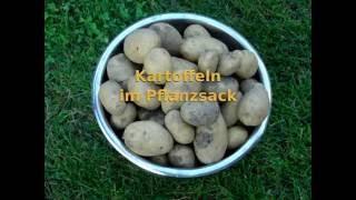 Kartoffeln im Pflanzsack