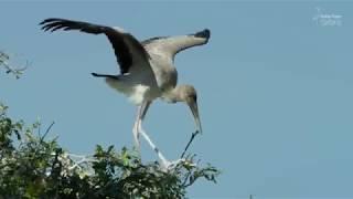 Safari Diaries: Stork Flight School