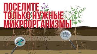 Какие, как и когда внести микробы в почву, чтоб она оздоровилась и стала плодродной