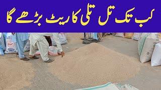 Sesame price today Punjab|Till rate|Tili price today Pakistan تل اور تلی کی قیمت