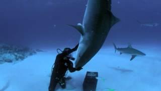 The Tiger Shark Nose Stand | Shark Week On Discovery.ca