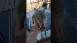 COYOTES are so RANDOM!️ #coyote #puppy #friends #cat #weavethecoyote #coyote #cute #animals #new