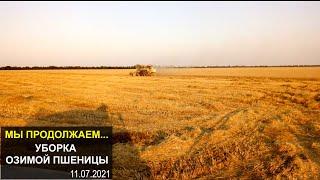 Уборка озимой пшеницы 11.07.2021. Комбайн "Енисей-1200"