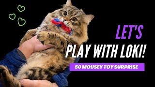 Let's Play! 50 Mouse Toy Surprise with Loki the Siberian Cat
