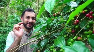 Indian Single-Origin Coffee | Micro-Lot Shade-Grown Coffee | Forest Bean