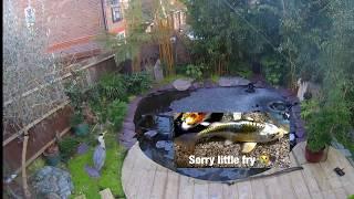 Heron attacks koi pond!