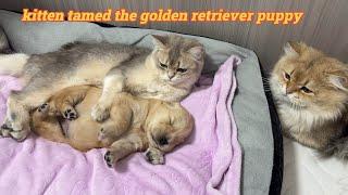 The abandoned golden retriever puppy cried,and the kitten came to comfort it in time.so heartwarming