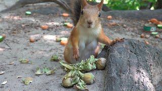 Белка и орехи. Зарисовка / Squirrel and nuts. Sketch