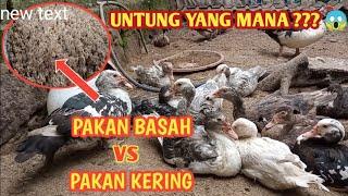 BAGUSAN MANA ?? PAKAN KERING / BASAH || PAKAN ENTOK