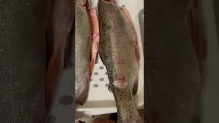 Trout Fish #shortsvideo #viral video