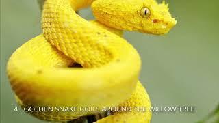 Wudang Five Animal Qigong-Snake Form-For Health