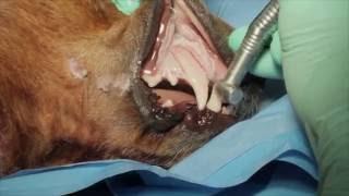 Veterinary Dental Maxillary Canine Tooth Extraction in a Dog