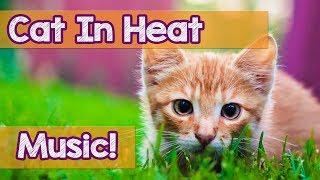 How to Calm My Cat in Heat! This is the Best Music to Help Relax Your Cat During Heat! Soothing!