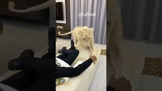 Dubai king with his cheetah and Lion || Dubai life style