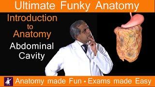 The Abdomen - Introduction to Abdominal and Peritoneal Cavity. Funky Anatomy, study with us!
