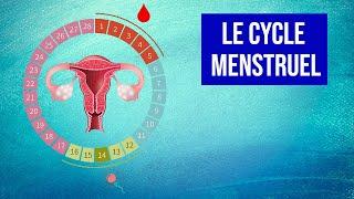 Le Cycle Menstruel