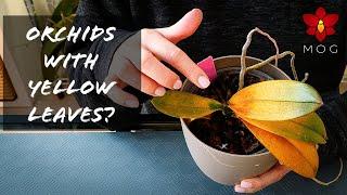 15 Reasons why Orchids have Yellow Leaves & How to Fix them! | Orchid Care for Beginners