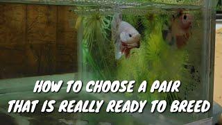 Part 1 How To Betta Fish Breeding | How To Choose a Pair That Is Ready To Breed