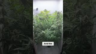 Hidden Hydro Grow Box (Hey Abby OG Edition)