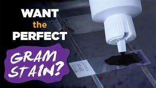 How to prepare the perfect Gram stain - Gram staining procedure