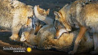 How Wolves Use Complex Body Language to Communicate  Carpathian Predators | Smithsonian Channel