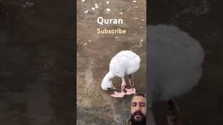 Holy Quran shorts(aur jo log iman laay)और कोई लोग ईमान नहीं लाए#viral