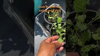 I found out what was eating my kale seedlings!!!!! #urbangardening #cottagegarden #vegetablegarden