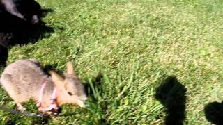 Pet Patagonian Mara with 5 1/2 month old Cane Corso