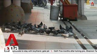 Environment and food agencies intensify efforts over 6 months to manage pigeon population